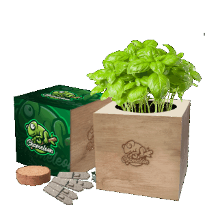 Desktop Cube Gardens